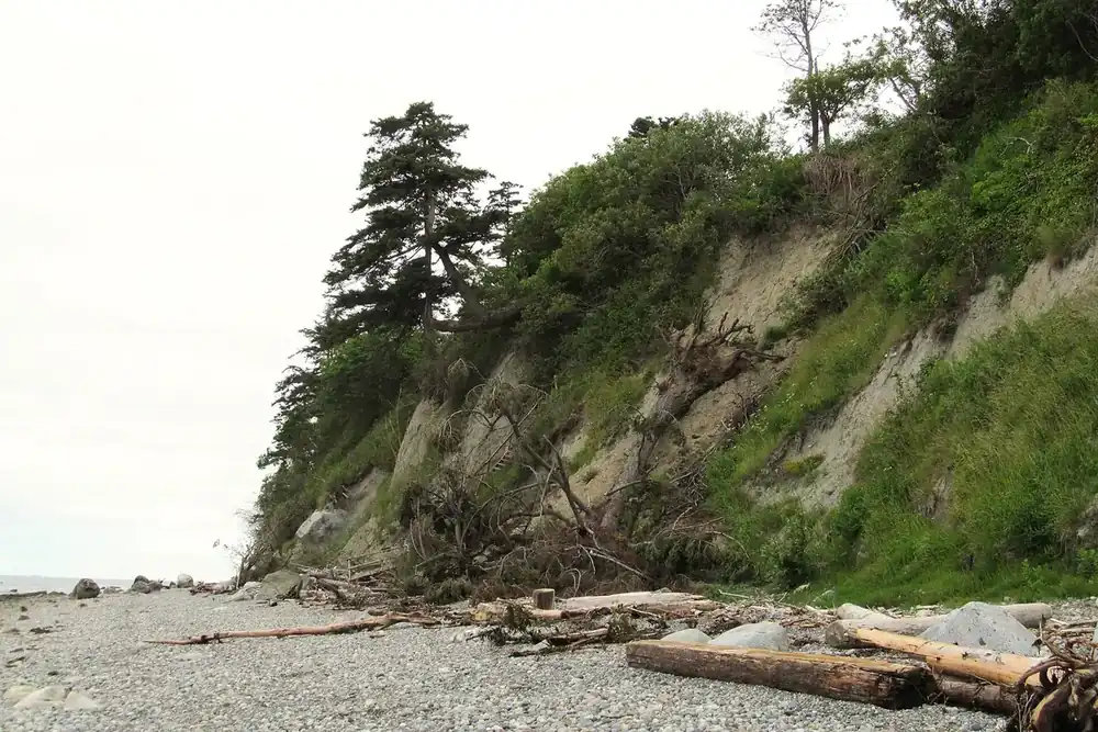 Driftwood on the pebble beach below the wooded bluff at Point Whitehorn, Birch Bay, Washington