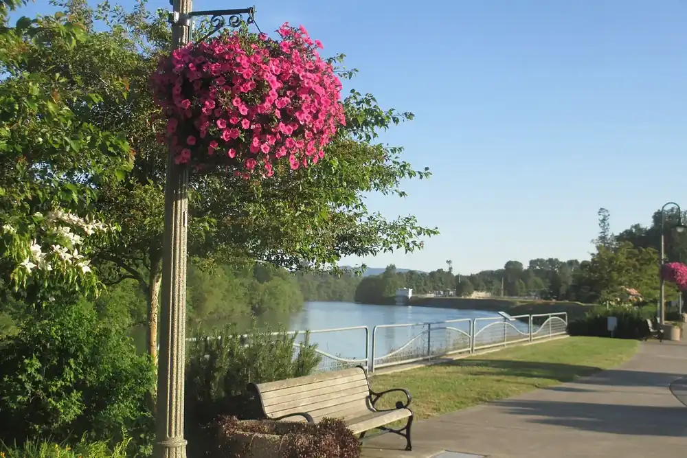 Hanging flower basket and bench beside the Nooksack River on the Riverwalk Trail in Ferndale, Washington