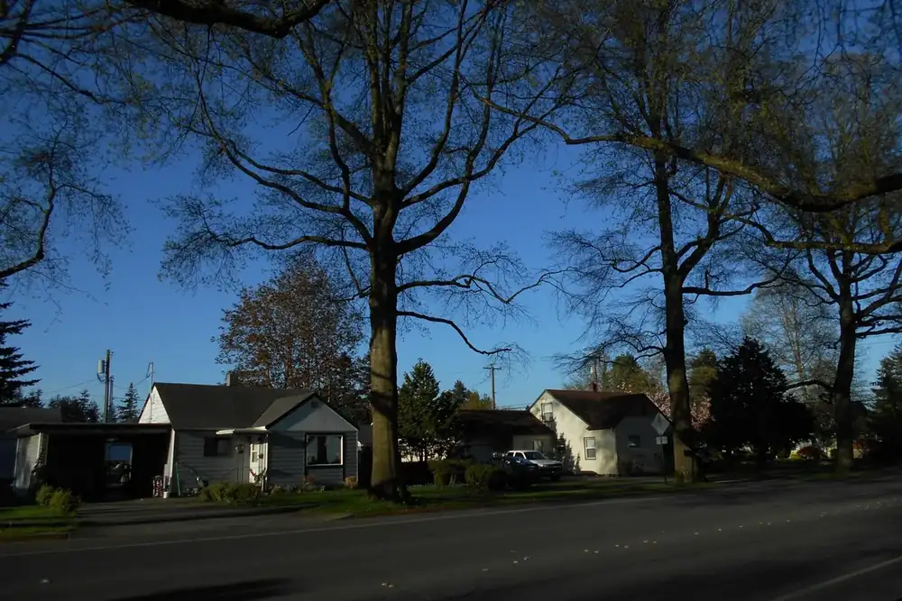 Bare shade trees over modest homes along a residential stretch of Front Street in Lynden, Washington